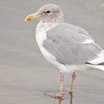 Glaucous-winged Gull
